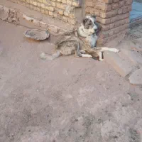 توله سگ|سگ|تربت‌حیدریه, بالا ولایت|دیوار