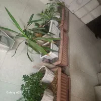 گل وگلدون|گل و گیاه طبیعی|سمنان, |دیوار