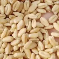 خریدگندم ماش جولوبیا