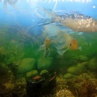 ماهی اکواریم