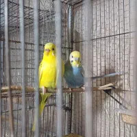 مرغ عشق مولد