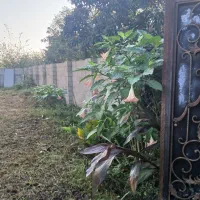 ویلا سالیانه روزانه نزدیک ماسال دنج و آرام|اجارهٔ خانه و ویلا|گوراب زرمیخ, |دیوار