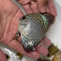 ماهی دیسکس|ماهی|اندیشه, شهرک صدف|دیوار