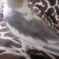 عروس هلندی ماده.باهوش.گاز نمیگیره|پرنده|خمین, |دیوار