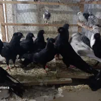 زاغ چشم نوک سفید|پرنده|قشم, |دیوار