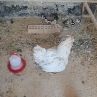 مرغ کرچ با جوجه