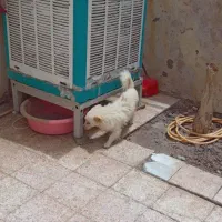 پامرروبایی