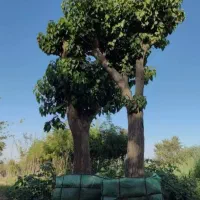 انواع نهال وهای پایانکار شهرداری وجریمه ای