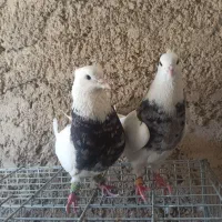 کبوتر|پرنده|شیراز, زیباشهر|دیوار