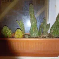 گل و گیاه قیمت مفت + اشانتیون، معاوضه یا فروش|گل و گیاه طبیعی|یزد, |دیوار