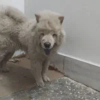 چاو چاو|سگ|جیرفت, |دیوار