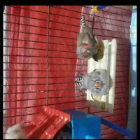 جفت اصل هیکل قول پیکر جامبو پاستیل|پرنده|چمران, |دیوار