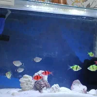 آکواریوم شیشه خم