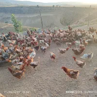 فروش مرغ خروس اوردک روسی غوغاز در خدمتیم|حیوانات مزرعه|بجنورد, |دیوار
