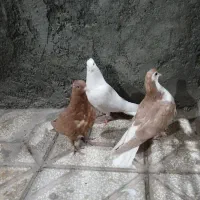 جوانه سده دمبی