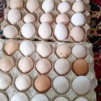 تخم مرغ محلی
