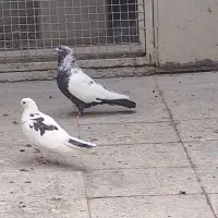 کبوتر  باخت رفته