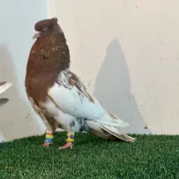 کفتر هوای|پرنده|مرودشت, ژیان|دیوار