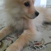 سگ پامر روباهی