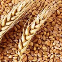 گندم رقم کلاته