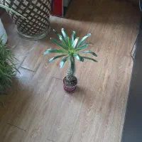 گل ماداگاسکار سرزنده