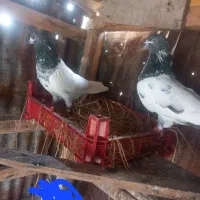 سه عدد کبوتر پرشی|پرنده|لنگرود, |دیوار
