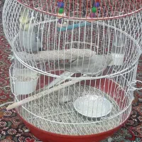 یک جفت عروس هلندی