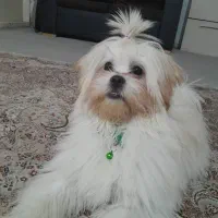 سگ شیتزو ماده