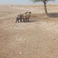 گوسفند