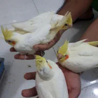 جوجه عروس هلندی|پرنده|رفسنجان, |دیوار