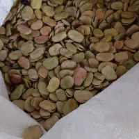باقله شاخ بزی