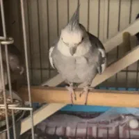 عروس هلندی|پرنده|سلمان‌شهر, |دیوار