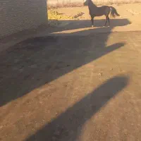مادیون مشکی کره گلپا عنایت