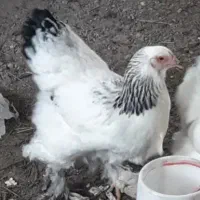 فروش  مرغ وخروس ولانه