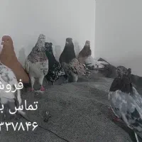 کفتر سرور