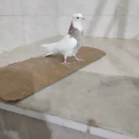 جوجه طوقی|پرنده|شوشتر, |دیوار
