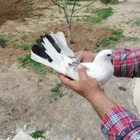 کبوتر یک کت لایلی