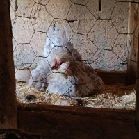 مرغ گلین طوسی