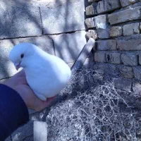 کبوتر|پرنده|تهران, خانیآباد|دیوار