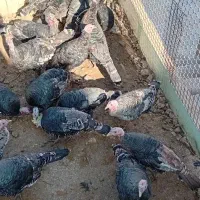 5عدد بوقلمون ماده