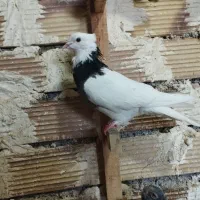 کبوتر طوقی