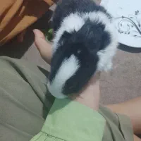 ۸عدد خرگوش کوچولو