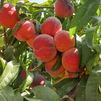 کود ارگانیک ( افزایش برداشت محصول و تقویت خاک)