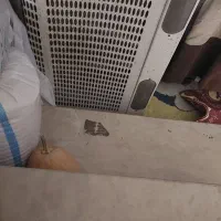 هود|هود|تهران, خاک سفید|دیوار