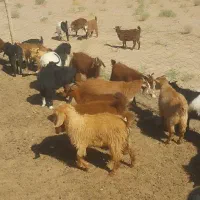 گوسفند