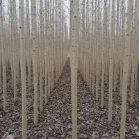 نهالستان صنوبر اصلاح شده گردو و بادام|خدمات باغبانی و درختکاری|کاشان, فاز ۱ ناجی آباد|دیوار