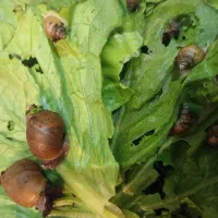 حلزون|خزنده|کرمانشاه, |دیوار