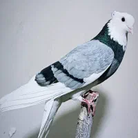 کفتر نامبروان