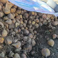 چ غن در دام مرغوب