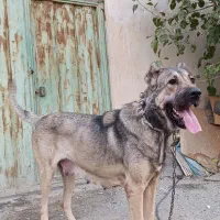 سگ سرابی